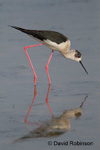 Black Winged Stilt (Himantopus himantopus)