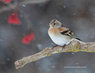Brambling (Fringilla montifringilla)