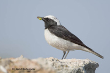 Pied Wheatear (Oenanthe pleschanka)