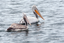 Dalmatian Pelican (Pelecanus crispus)