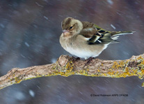 Female (Common) Chaffinch (Fringilla-coelebs)