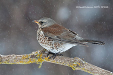 Fieldfare (Turdus pilaris)