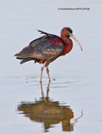 Glossy Ibis (Plegadis falcinellus)