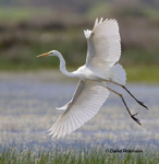 Great Egret (Egretta alba)