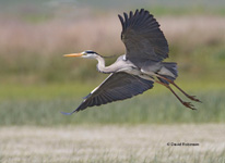 Grey Heron (Ardea cinerea)