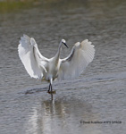 Little Egret (Egretta garzetta)