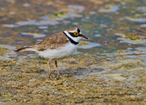 Little Ringed Plover (Charadrius dubius)