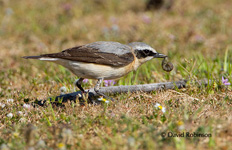 Northern Wheater (Oenanthe oenanthe)