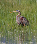 Purple Heron (Ardea purpurea)