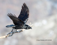 Raven (Corvus corax)