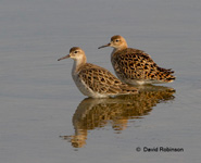 Ruff (Philomachus pugnax)