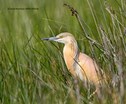 Squacco Heron (Ardeola ralloides)