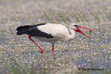White Stork (Ciconia ciconia)